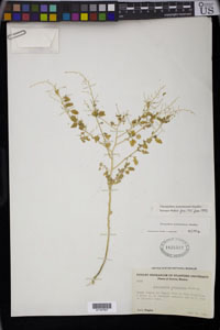 Herbarium Sheet of 